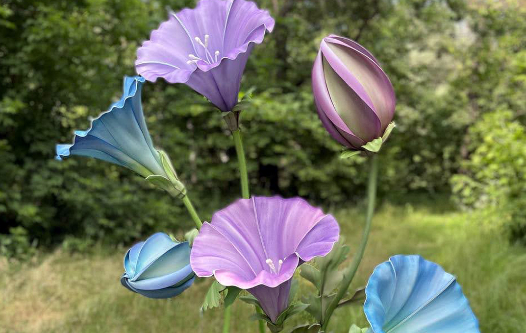 Bindweed