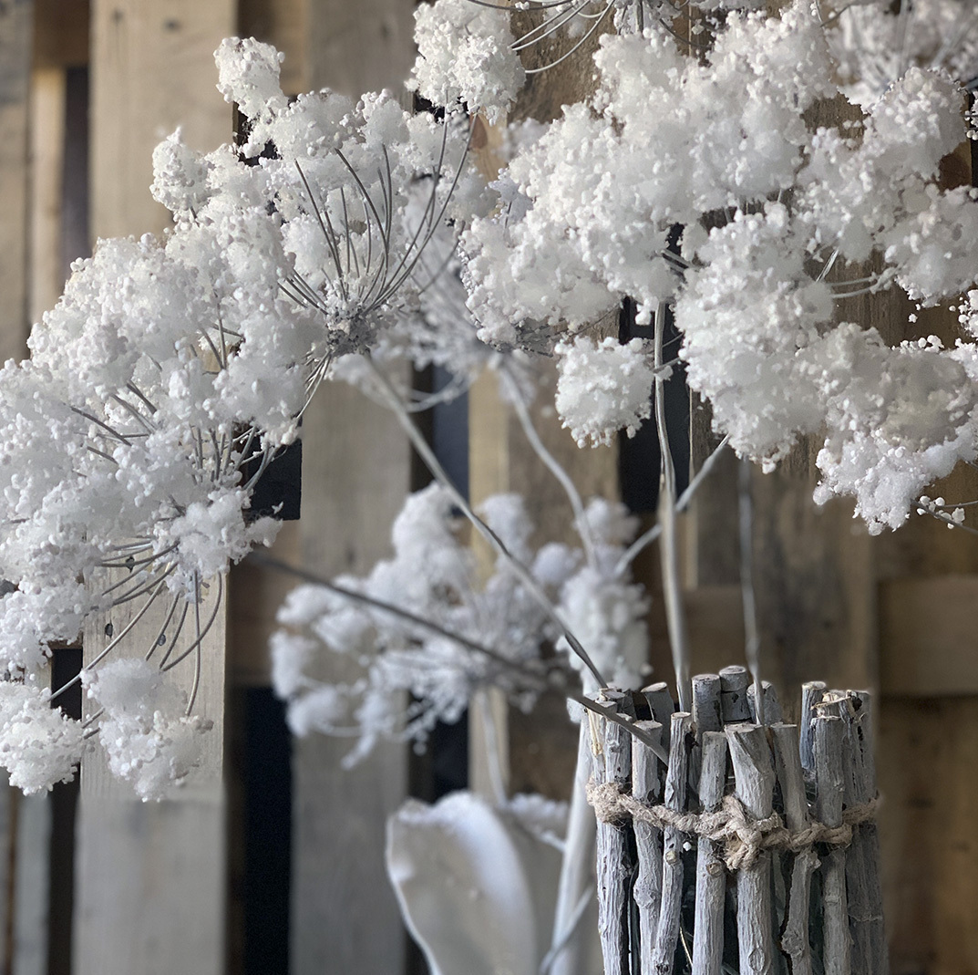 Winter hogweed
