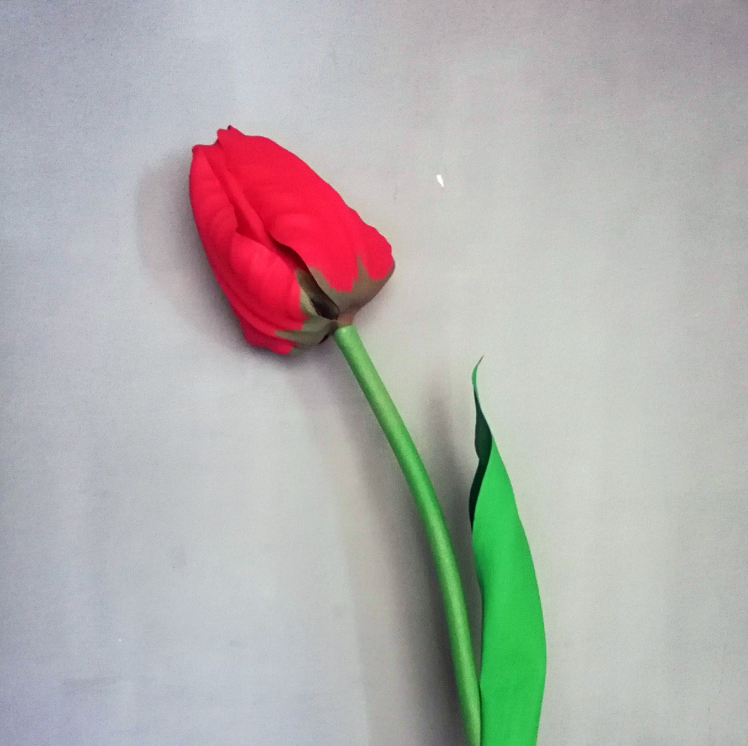 Tulip