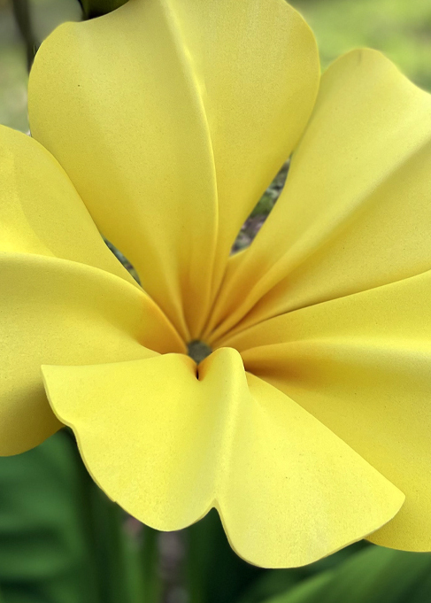 Primula