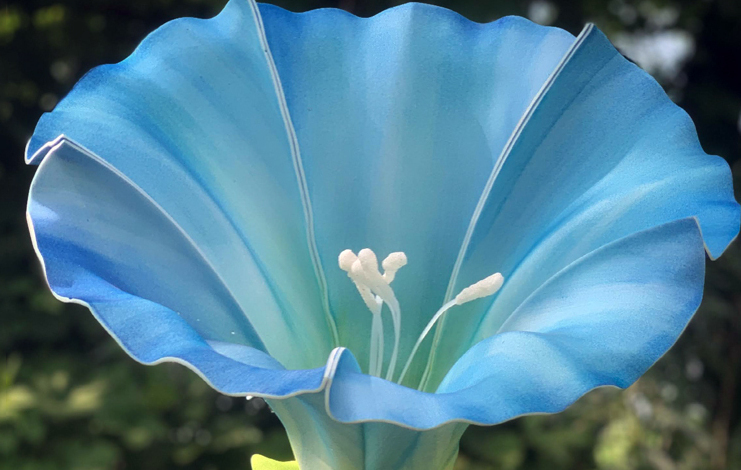 Bindweed