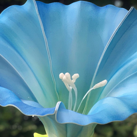 Bindweed