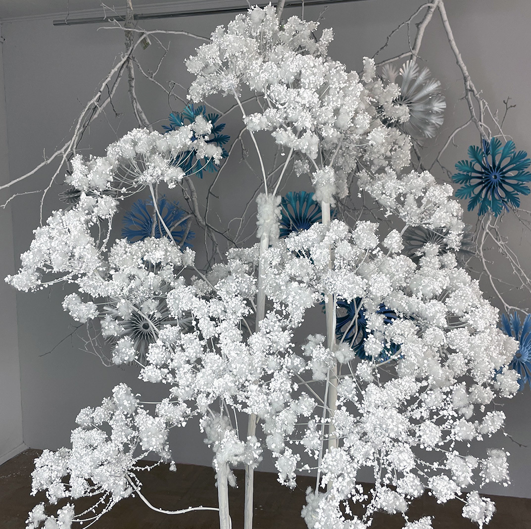 Winter hogweed