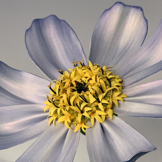 Cosmos