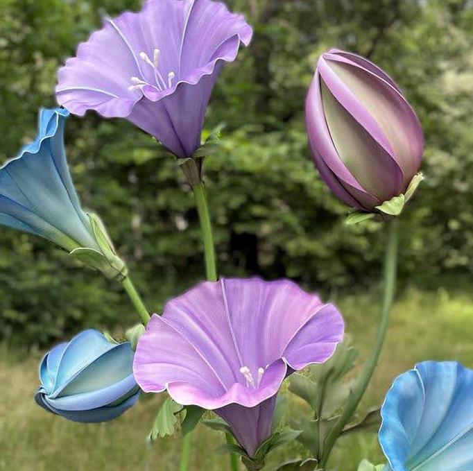 Bindweed